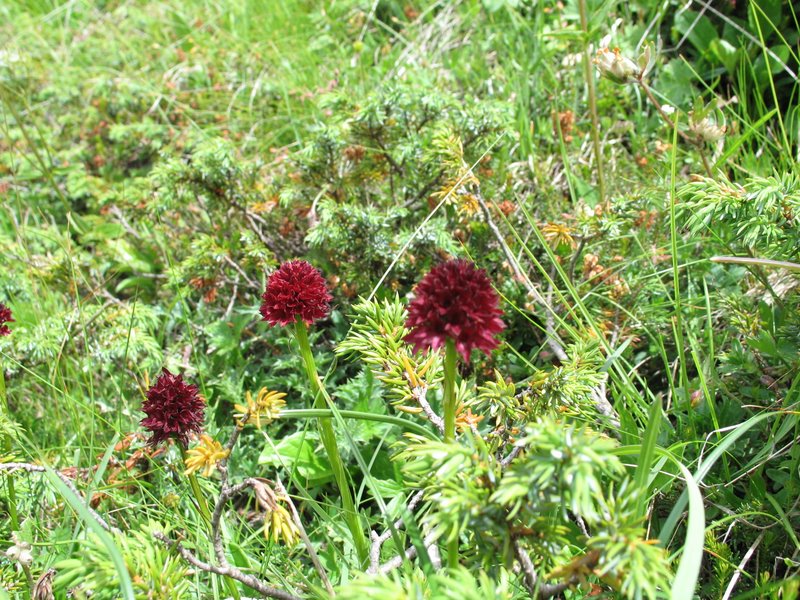 Orchidee val Brenta